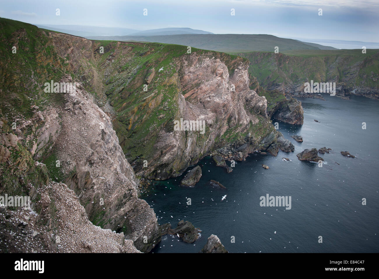 Gannett colonia su scogliere di Hermaness Riserva Naturale Nazionale visto dal punto di Saito guardando verso sud Unst Shetland Foto Stock