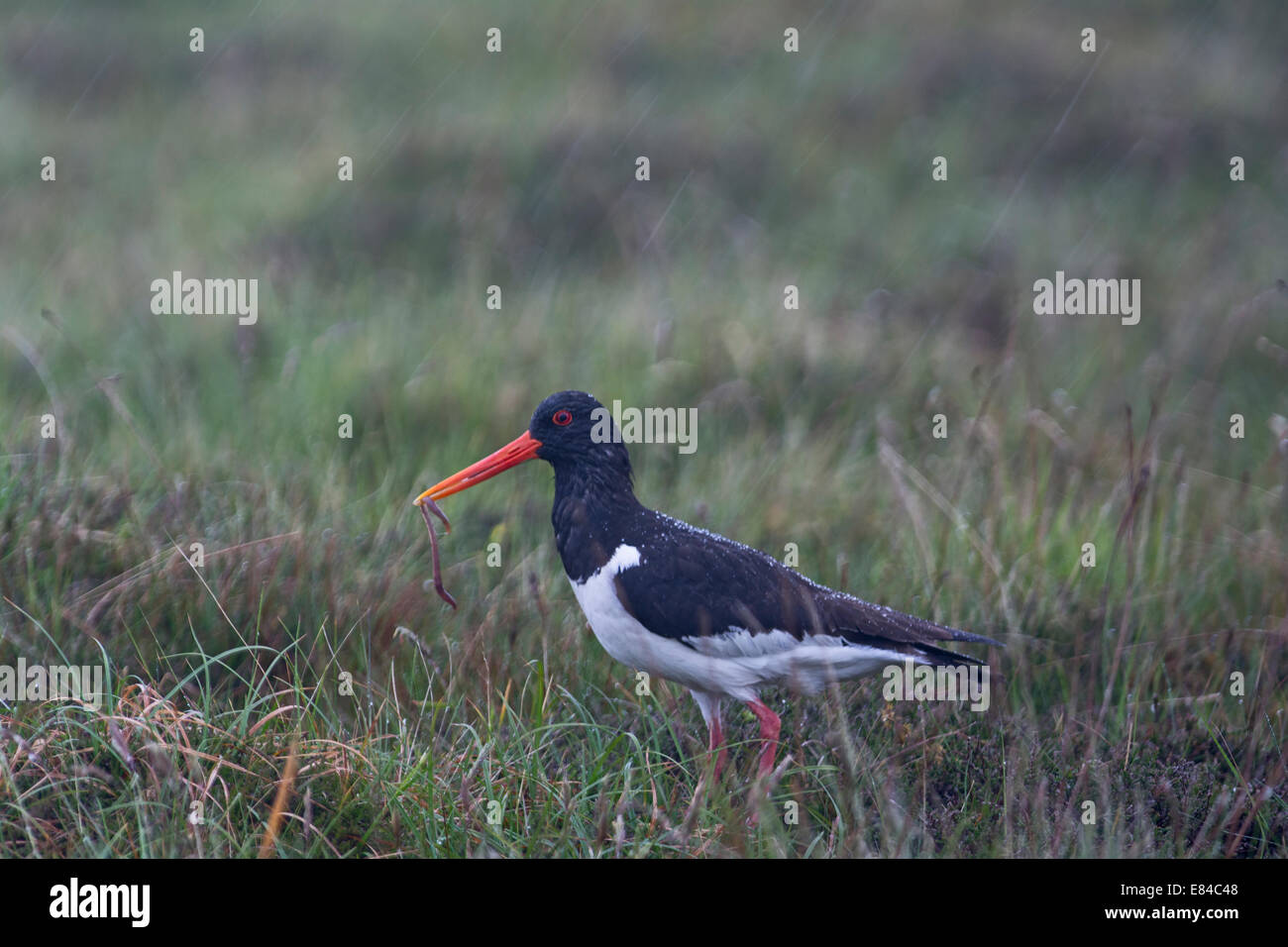 Eurasian Oystercatcher Haematopus ostralegus Shetland Foto Stock