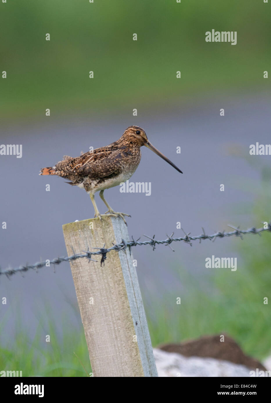 Beccaccino Glallinago gallinago in prato umido Unst Shetland Giugno Foto Stock