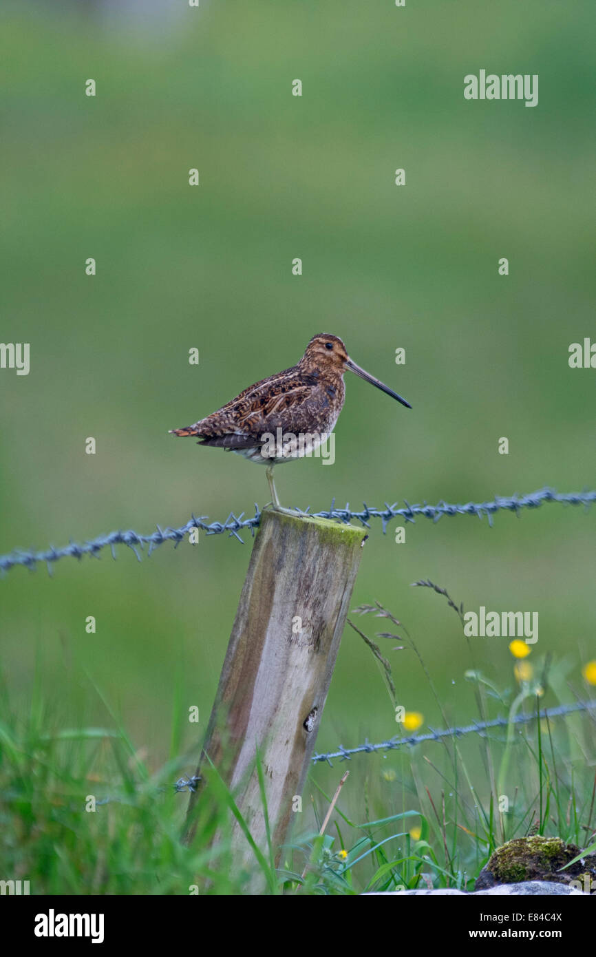 Beccaccino Glallinago gallinago in prato umido Unst Shetland Giugno Foto Stock