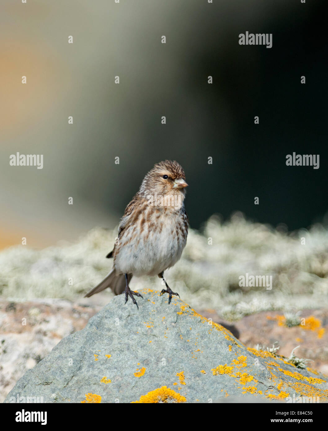 Twite Carduelis flavirostris Sumburgh Head Shatland Giugno Foto Stock