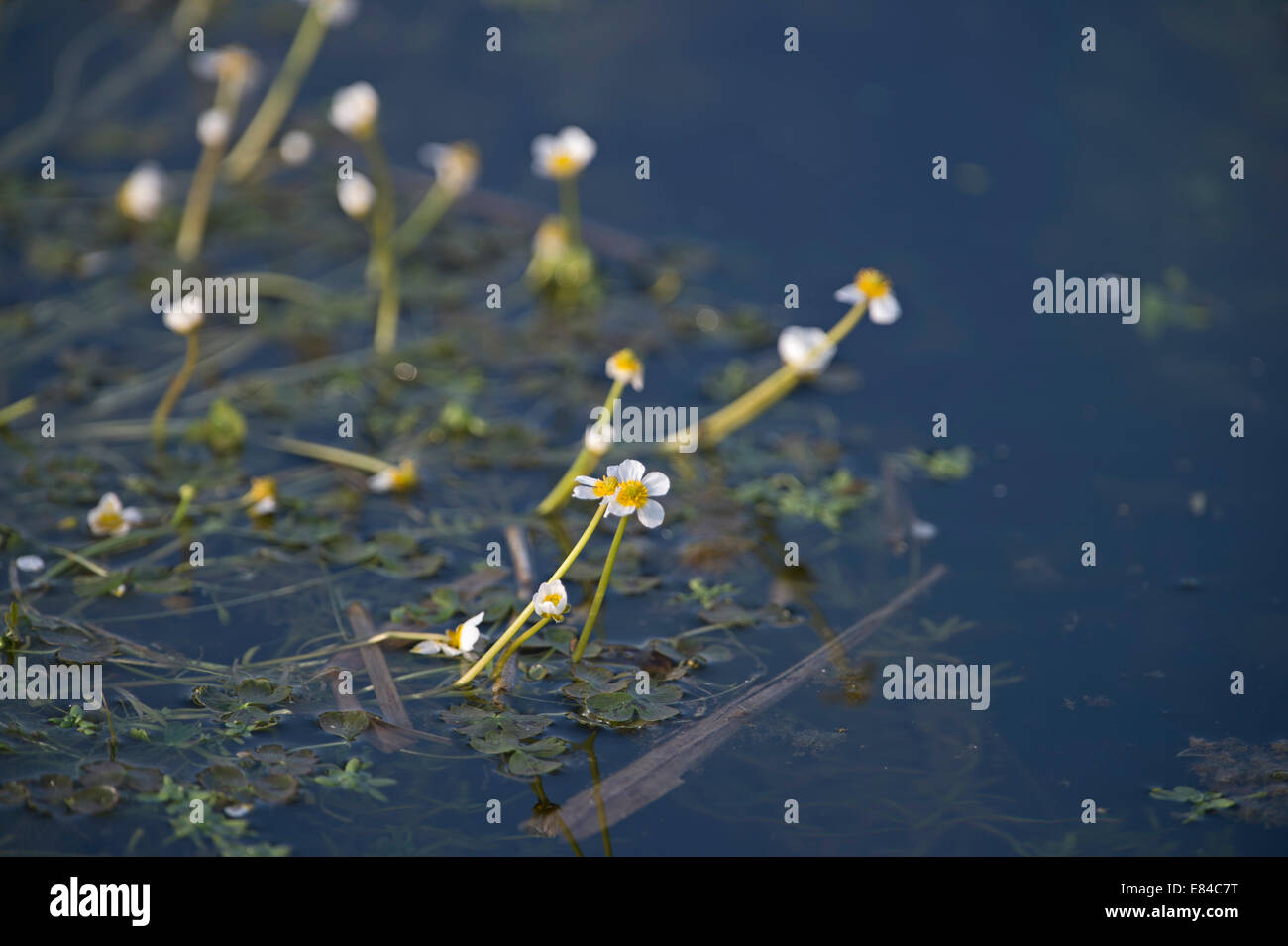 Acqua comune di crow-piede Ranunculus aquatilis Cley Norfolk Foto Stock