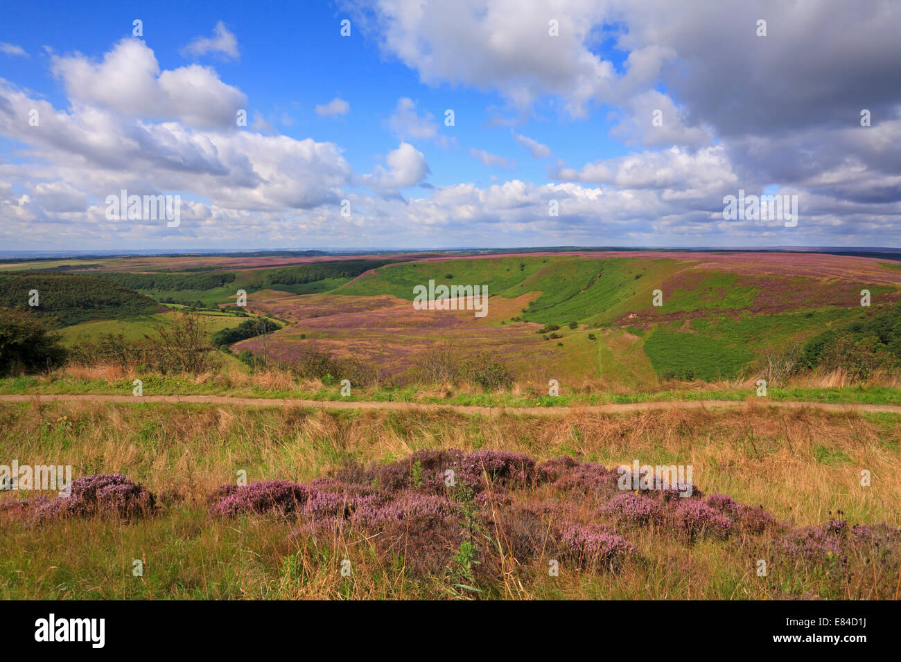 Heather sul foro di Horcum su Levisham Moor, North Yorkshire, North York Moors National Park, Inghilterra, Regno Unito. Foto Stock