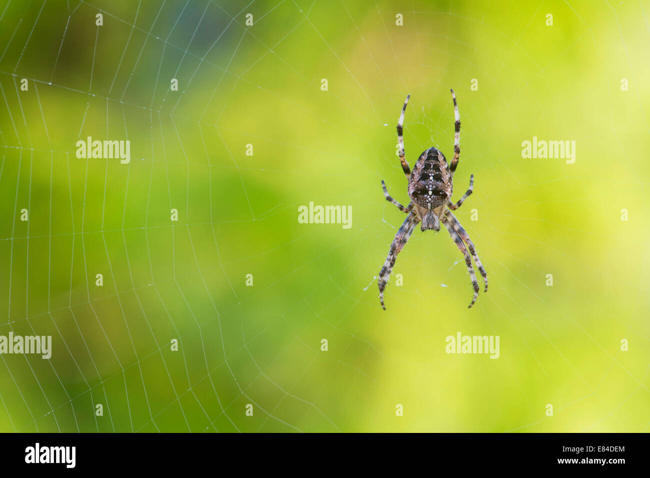 Araneus diadematus. Comune di orb weaver spider su un web in un giardino inglese Foto Stock