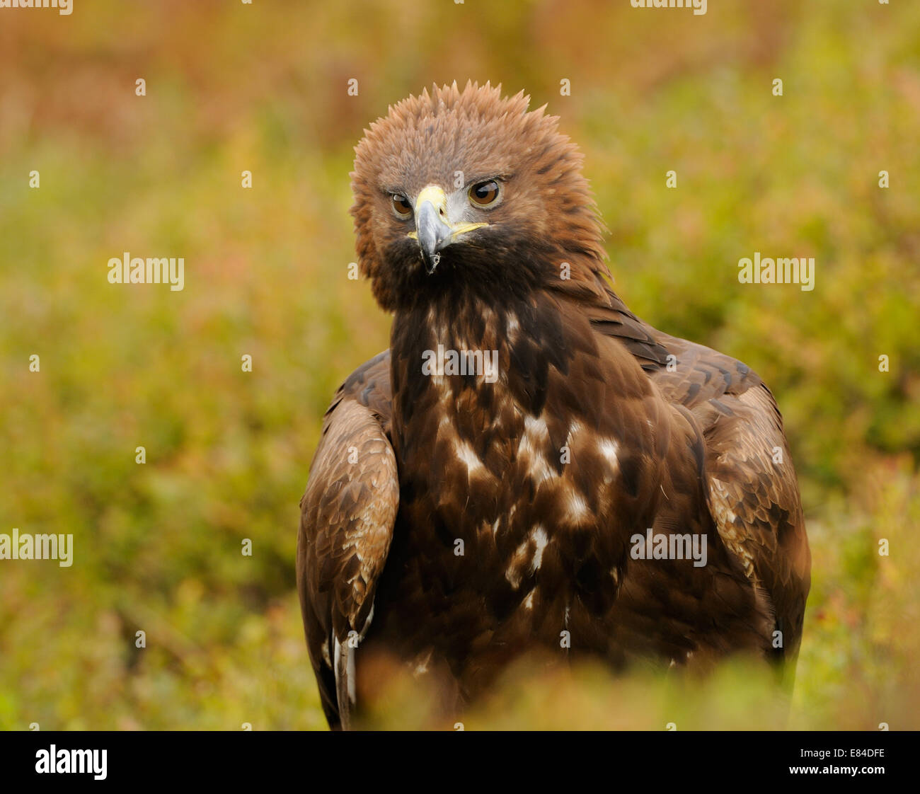 Golden Eagle, nel mezzo di autunno vegetazione colorata in mostra il suo fiero o angriness mettendo la corona di piume Foto Stock