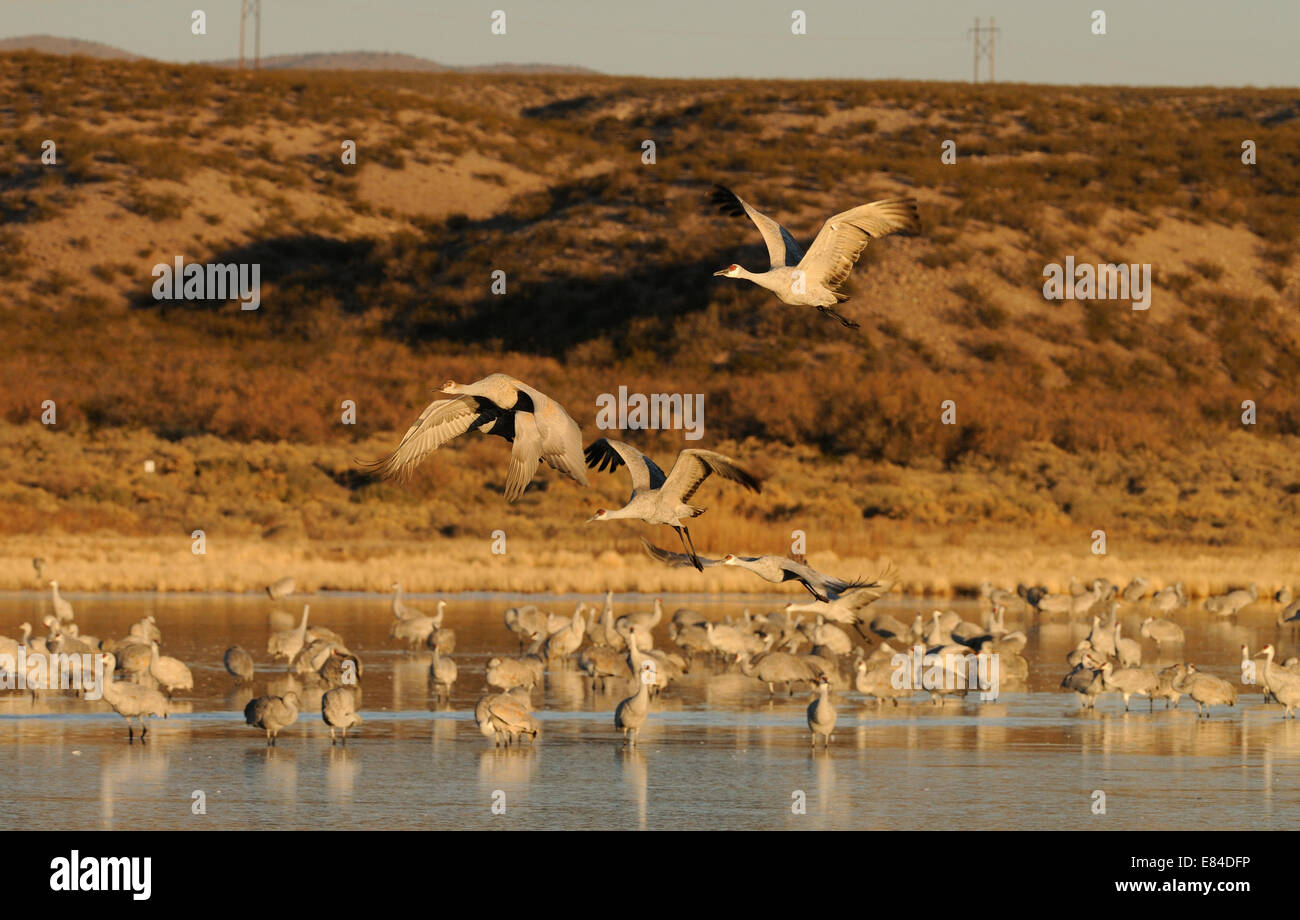 Sandhill gru volando sopra l'acqua a Bosque del Apache National Wildlife Reserve, Nuovo Messico USA Foto Stock