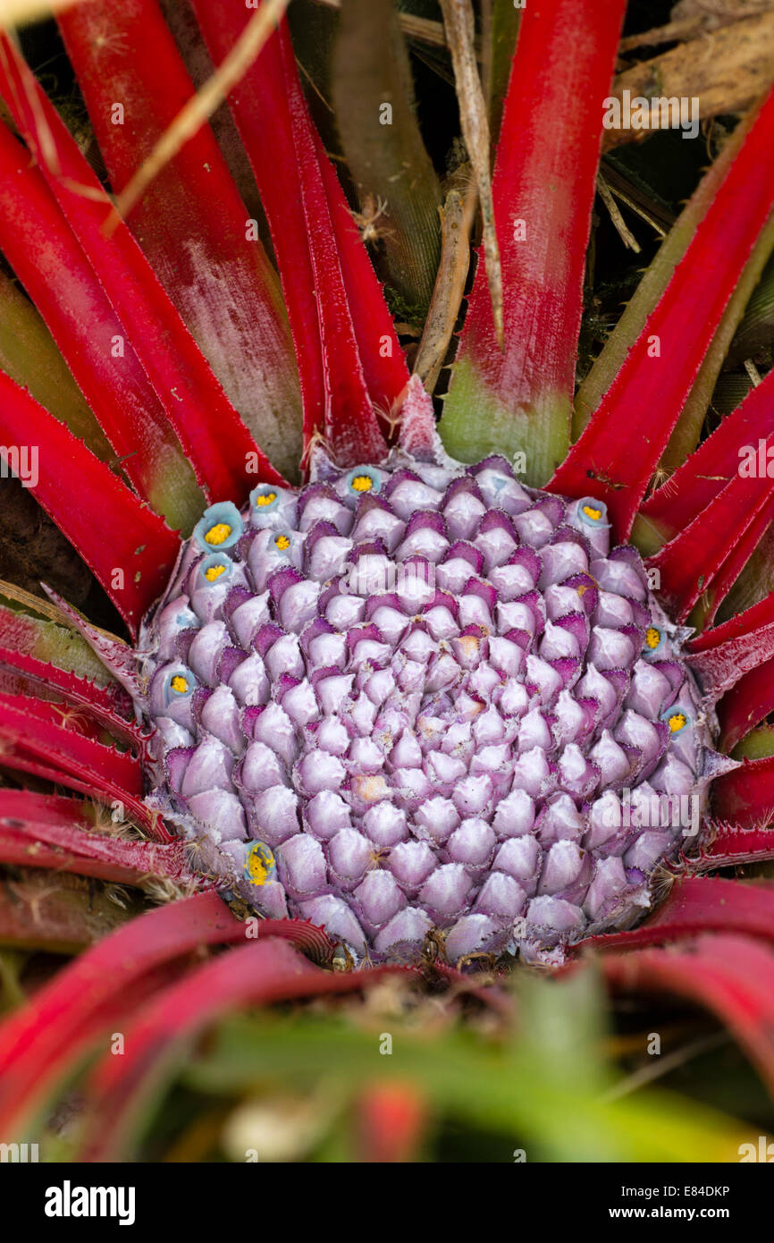 In prossimità del cuore di fioritura del semi-hardy bromeliad, Fascicularia bicolor Foto Stock