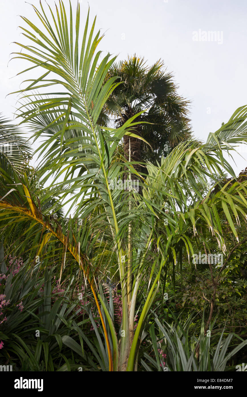 Juania australis, una rara, metà hardy feather palm da le Isole Juan Fernández al largo del Cile Foto Stock