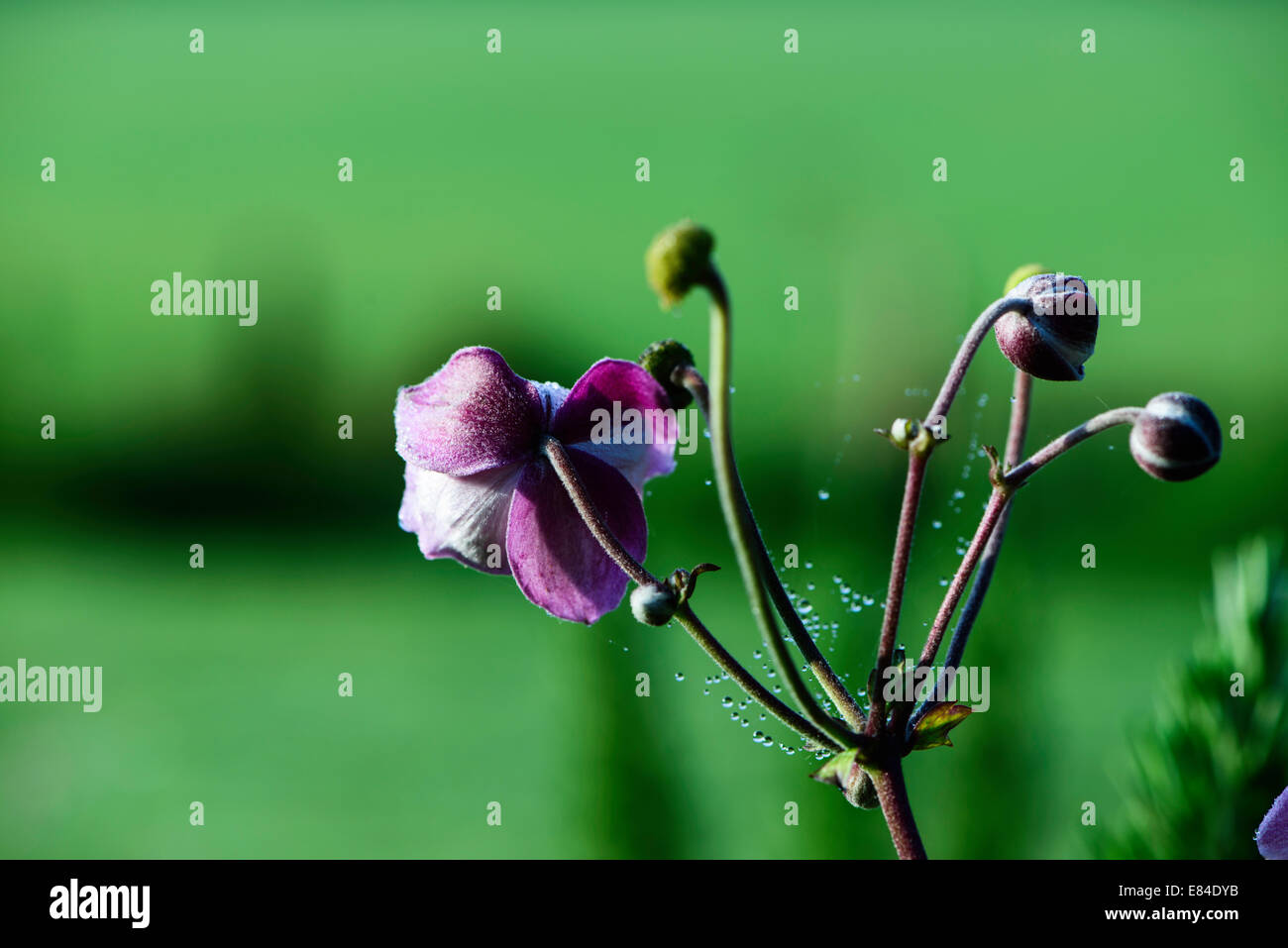 Fiore rosa da dietro con ragnatele coperte di rugiada mattutina contro lo sfondo di colore verde dei campi e il fogliame. Foto Stock