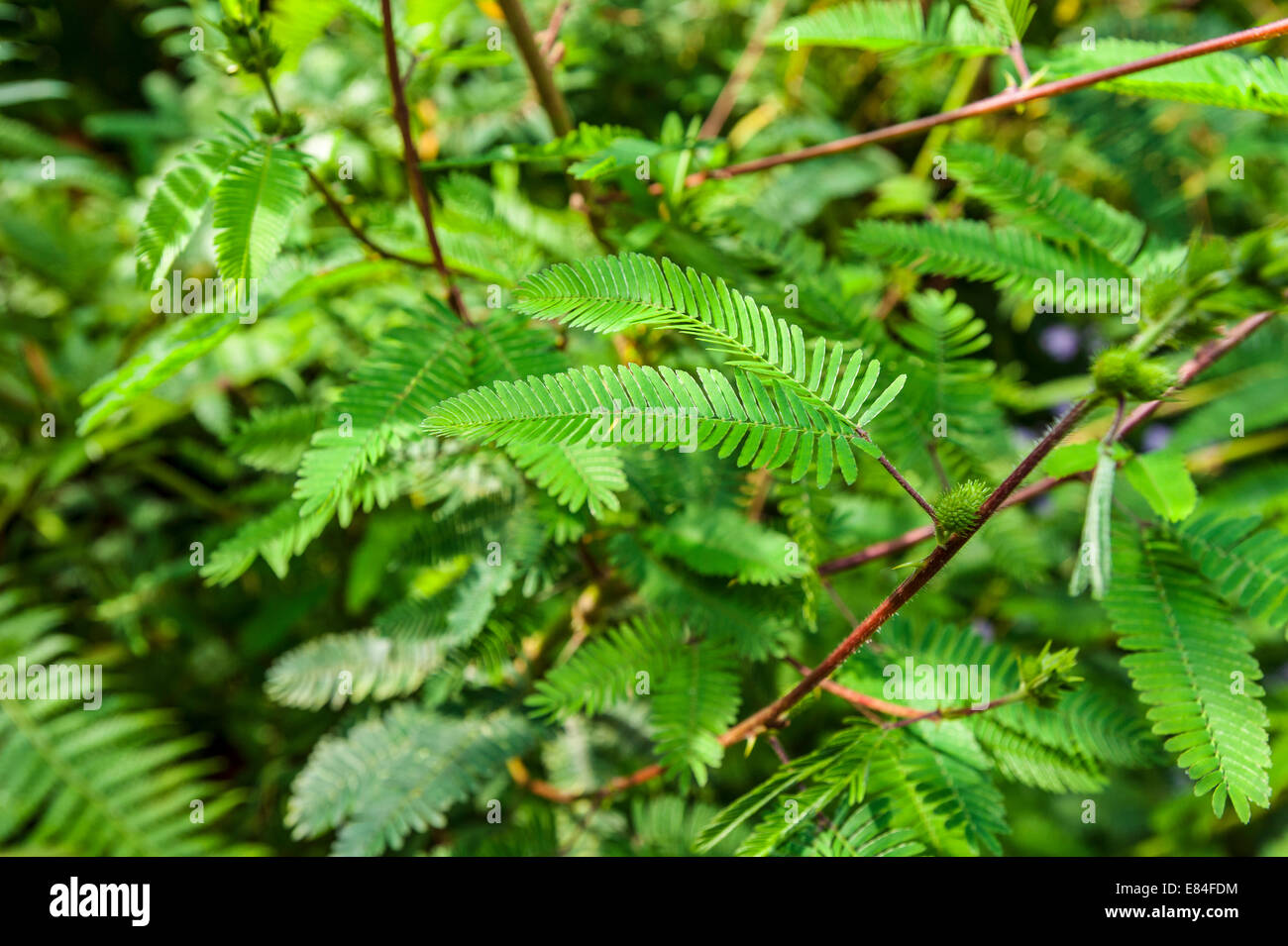 Primo piano di foglie di piante sensibili (Mimosa pudica) Foto Stock