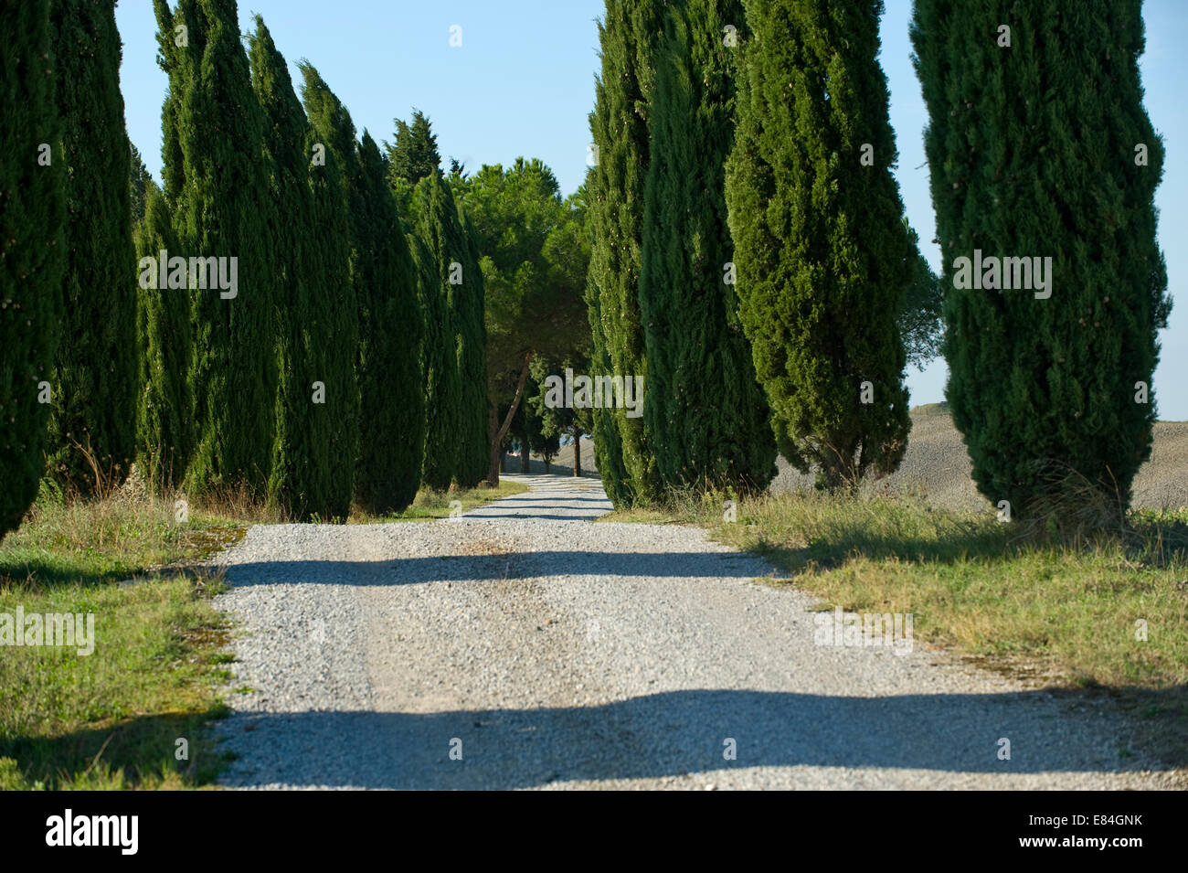 Viale alberato in creta della Toscana in Italia Foto Stock