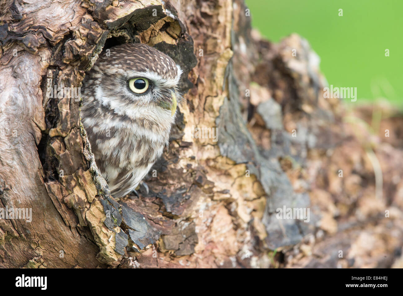 Civetta (Athene noctua) Il peering fuori del nido di un foro in un tronco di albero Foto Stock