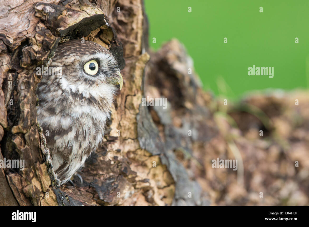 Civetta (Athene noctua) Il peering fuori del nido di un foro in un tronco di albero Foto Stock
