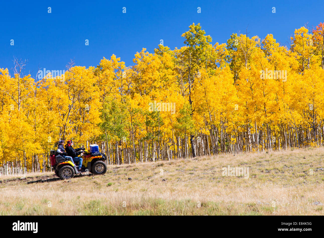 I turisti su ATV godere della caduta delle foglie e i colori autunnali, Aspen Ridge, Central Colorado, STATI UNITI D'AMERICA Foto Stock