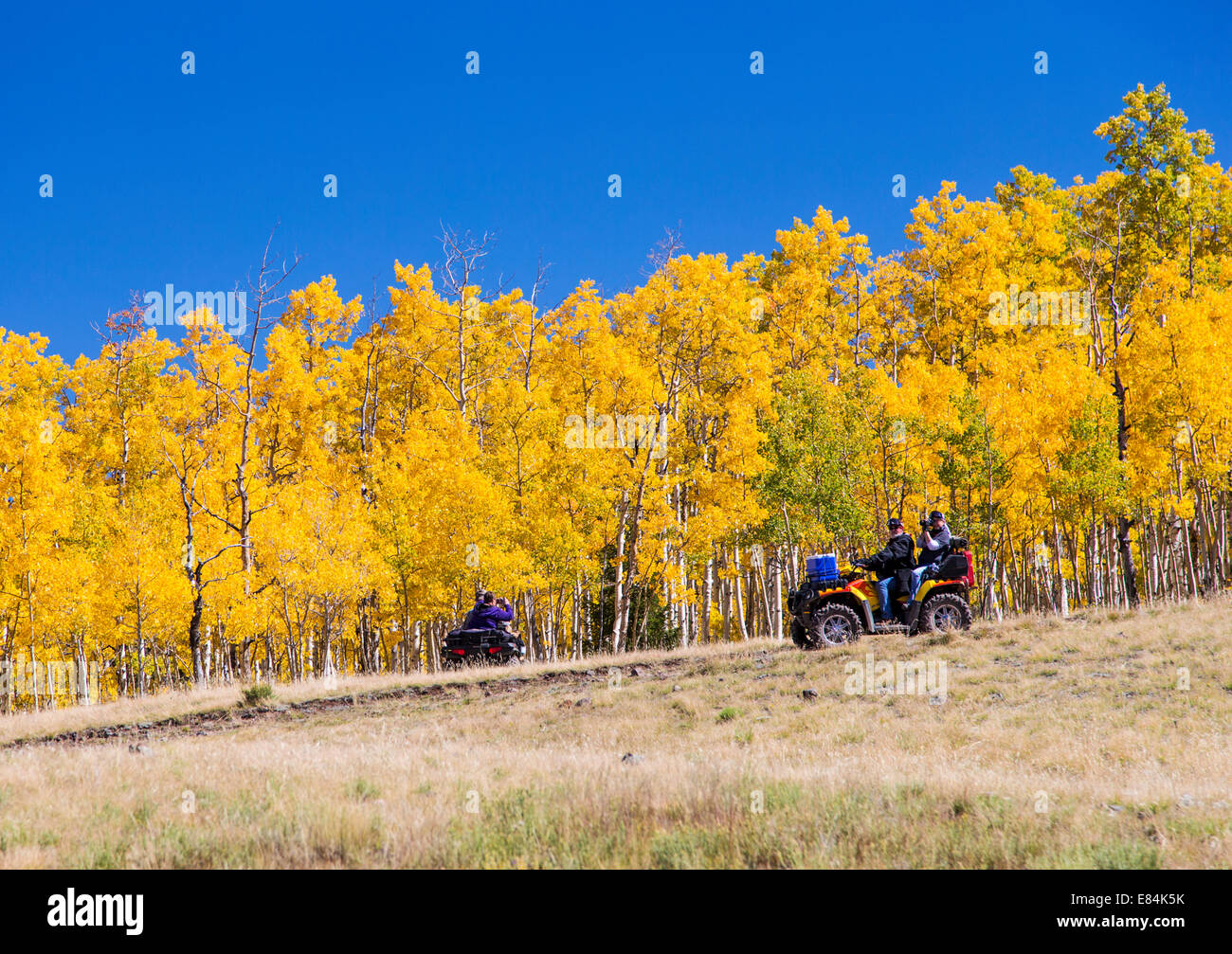 I turisti su ATV godere della caduta delle foglie e i colori autunnali, Aspen Ridge, Central Colorado, STATI UNITI D'AMERICA Foto Stock