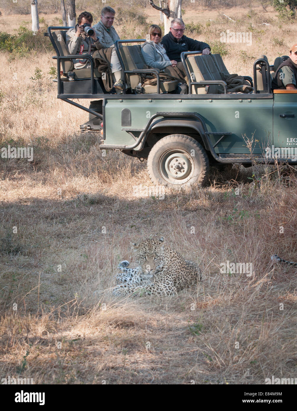 Leopard guardato da turista su safari, Sabi Sands Private Game Reserve, Sud Africa Foto Stock