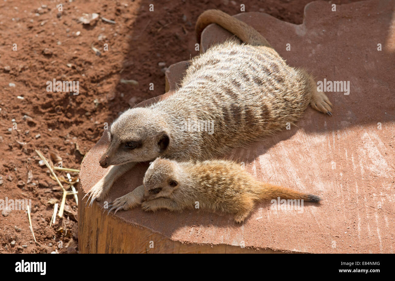 Meerkat femmina con il suo cucciolo presso lo Zoo di Dartmoor Devon England Regno Unito della cub è di sei settimane Foto Stock