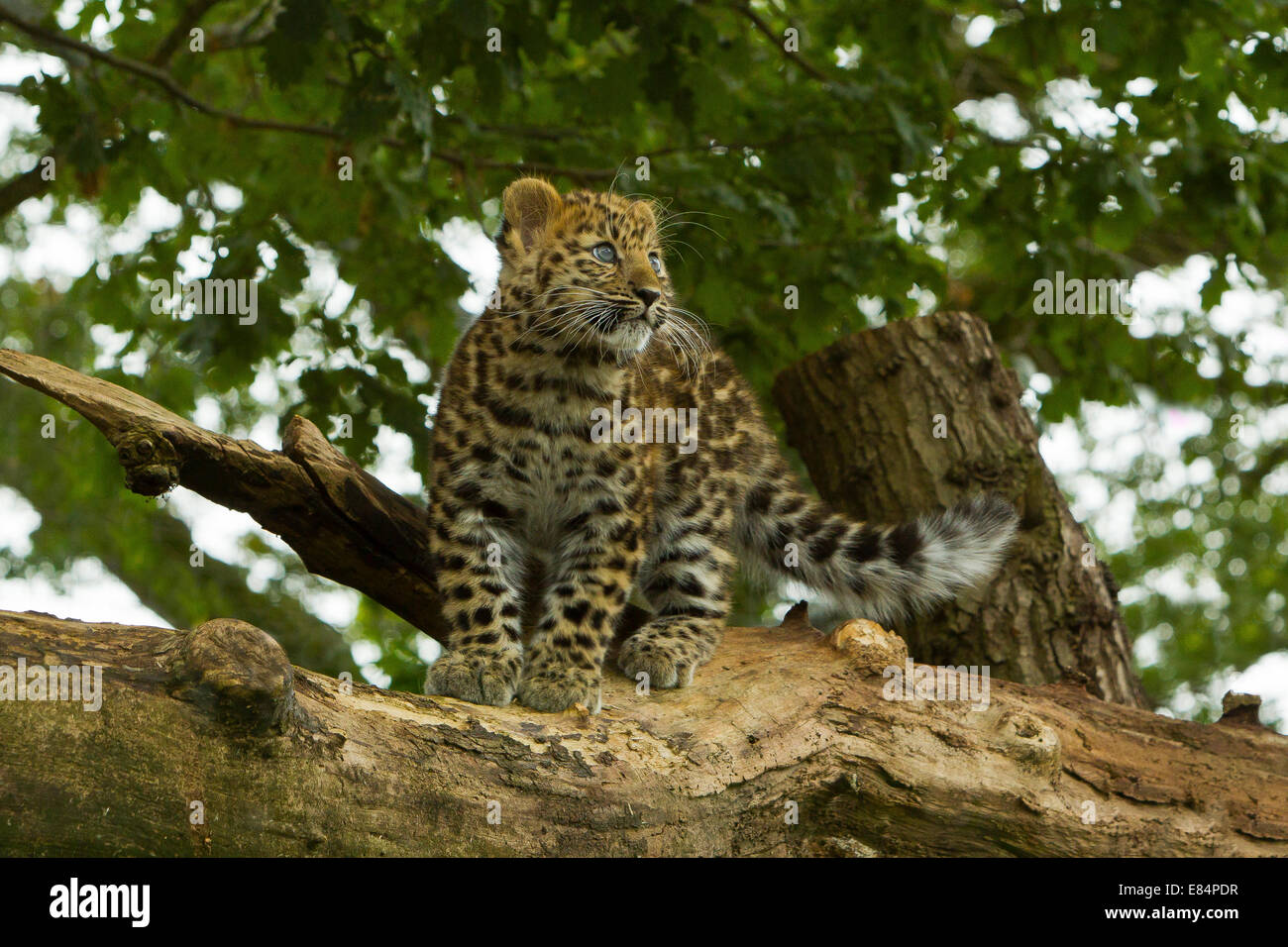 Estremamente raro leopardo di Amur Cub (Panthera Pardus orientalis) Arrampicata su albero Foto Stock