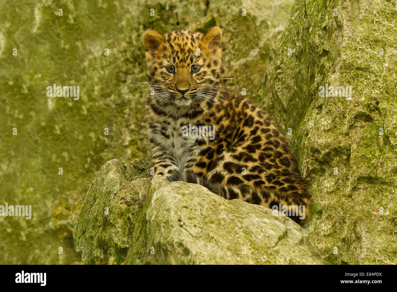 Estremamente raro leopardo di Amur Cub (Panthera Pardus orientalis) recante su roccia Foto Stock