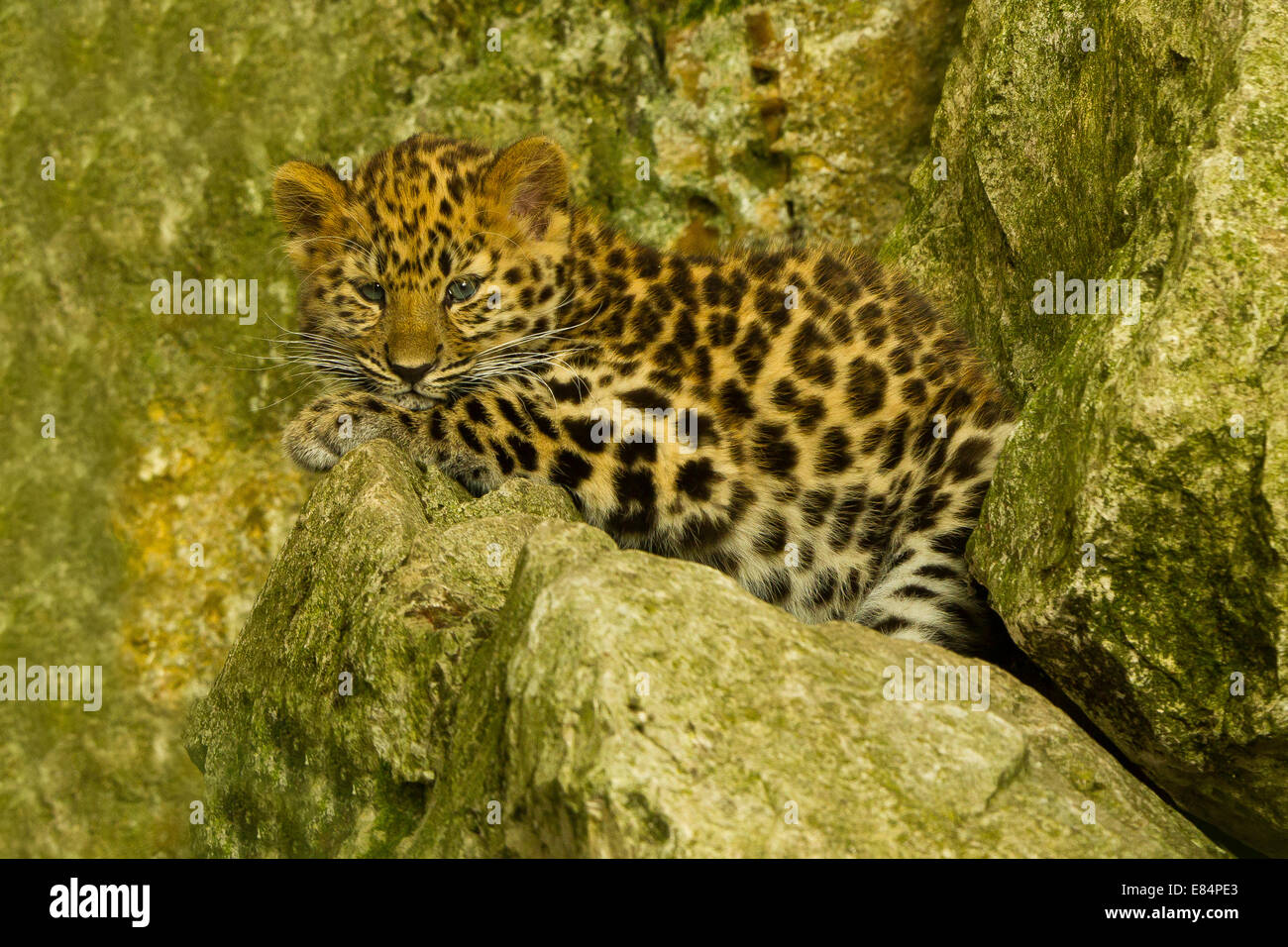 Estremamente raro leopardo di Amur Cub (Panthera Pardus orientalis) recante su roccia Foto Stock
