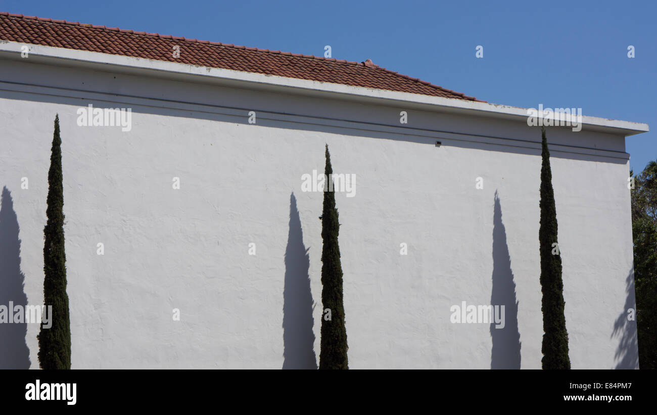 Cipresso mediterraneo con muro bianco sullo sfondo Foto Stock