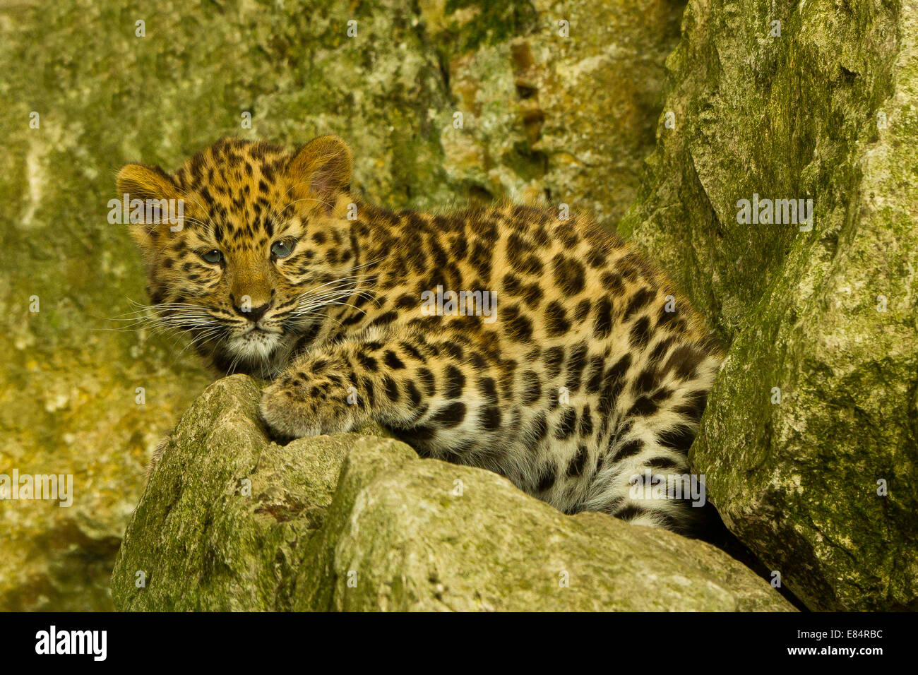 Estremamente raro leopardo di Amur Cub (Panthera Pardus orientalis) recante su roccia Foto Stock