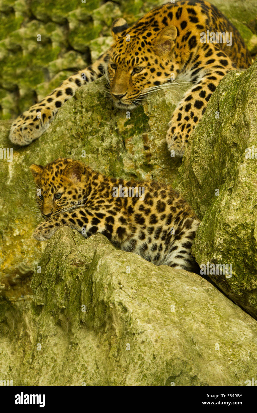 Estremamente raro leopardo di Amur Cub e madre (Panthera Pardus orientalis) Posa su rocce Foto Stock