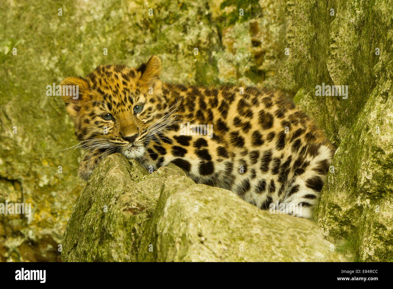Estremamente raro leopardo di Amur Cub (Panthera Pardus orientalis) recante su roccia Foto Stock