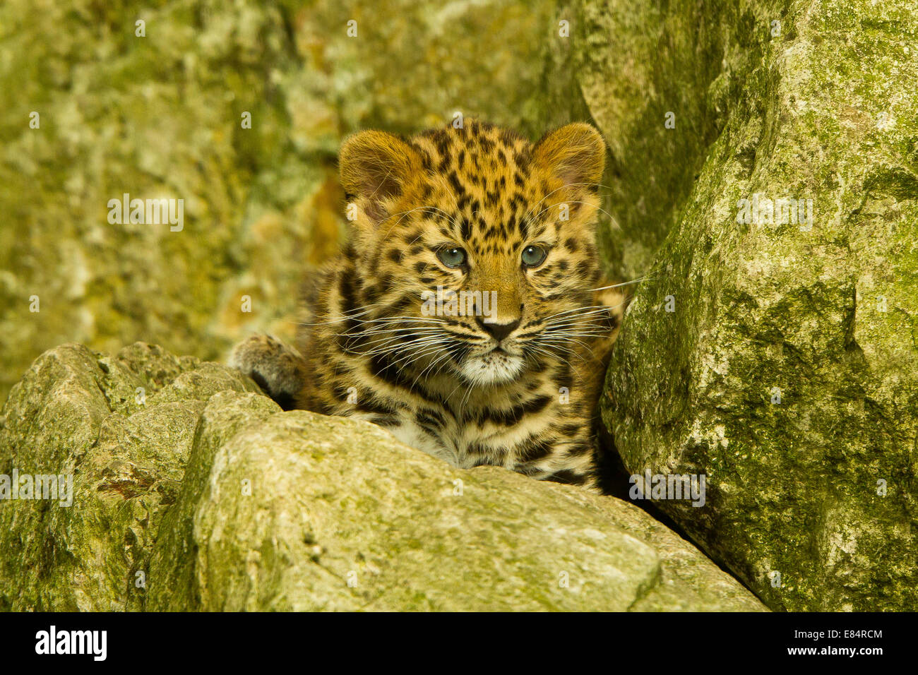 Estremamente raro leopardo di Amur Cub (Panthera Pardus orientalis) recante su roccia Foto Stock