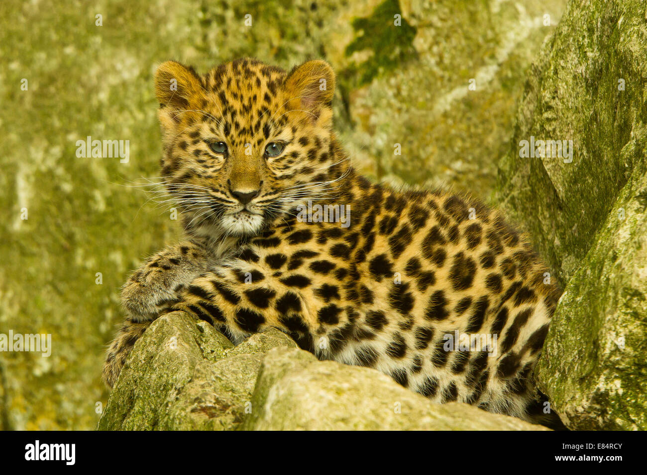 Estremamente raro leopardo di Amur Cub (Panthera Pardus orientalis) recante su roccia Foto Stock