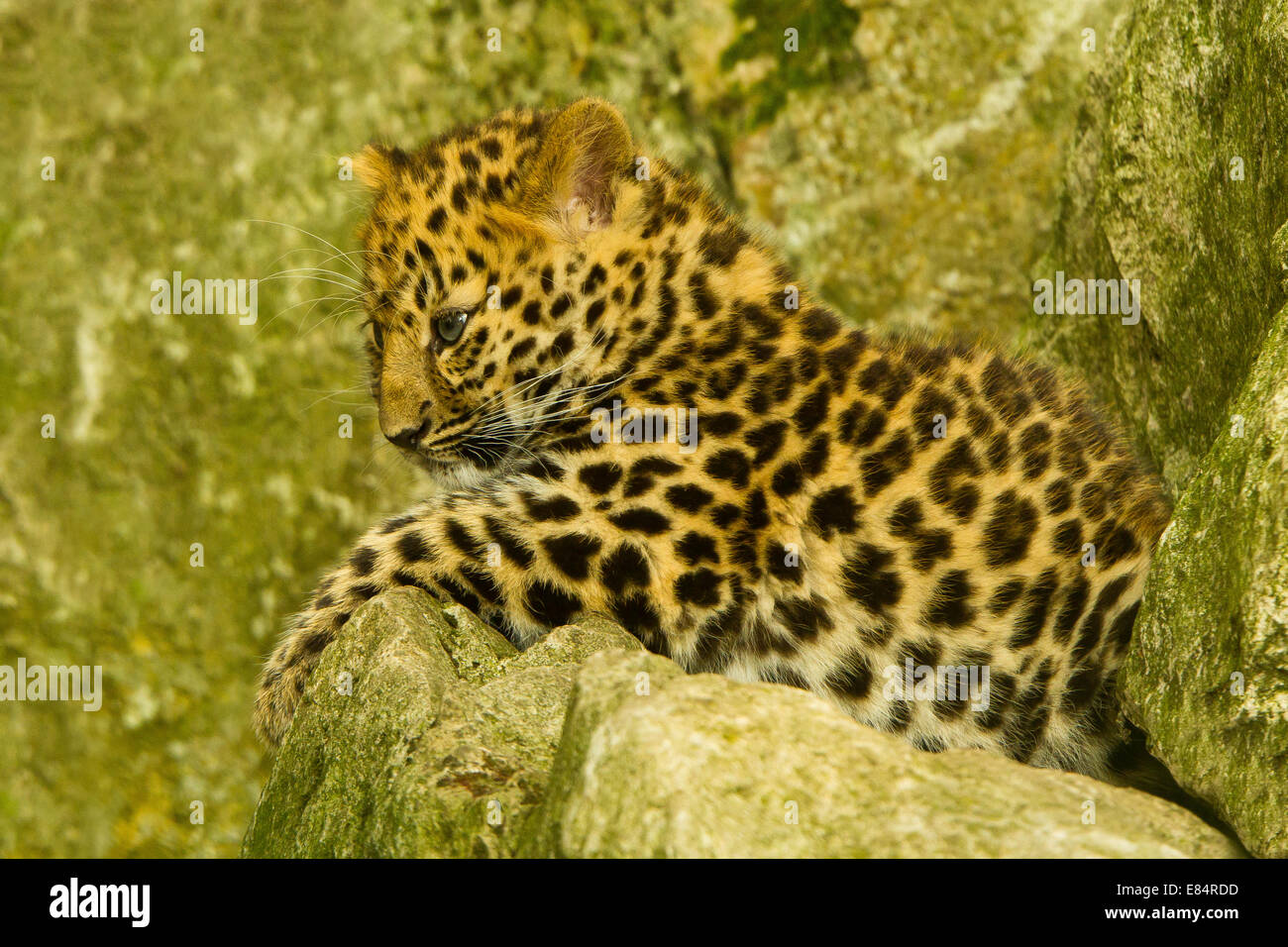 Estremamente raro leopardo di Amur Cub (Panthera Pardus orientalis) recante su roccia Foto Stock