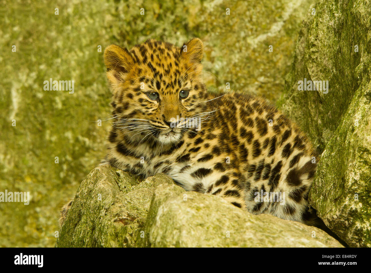 Estremamente raro leopardo di Amur Cub (Panthera Pardus orientalis) recante su roccia Foto Stock