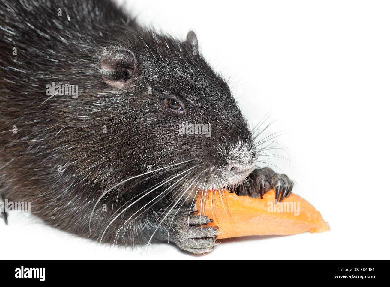 Myocastor coypus, Black Nutria la razza come animali domestici; in studio contro uno sfondo bianco. Foto Stock