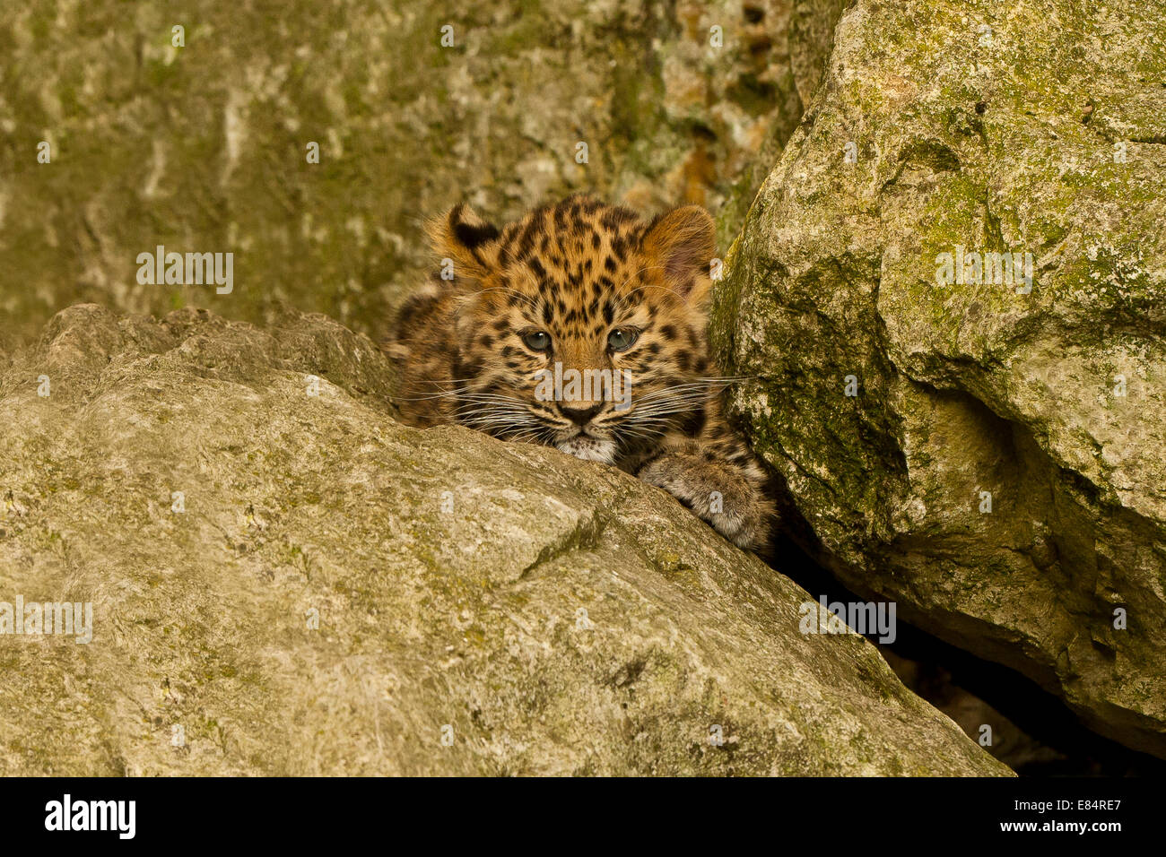 Estremamente raro leopardo di Amur Cub (Panthera Pardus orientalis) recante su roccia Foto Stock