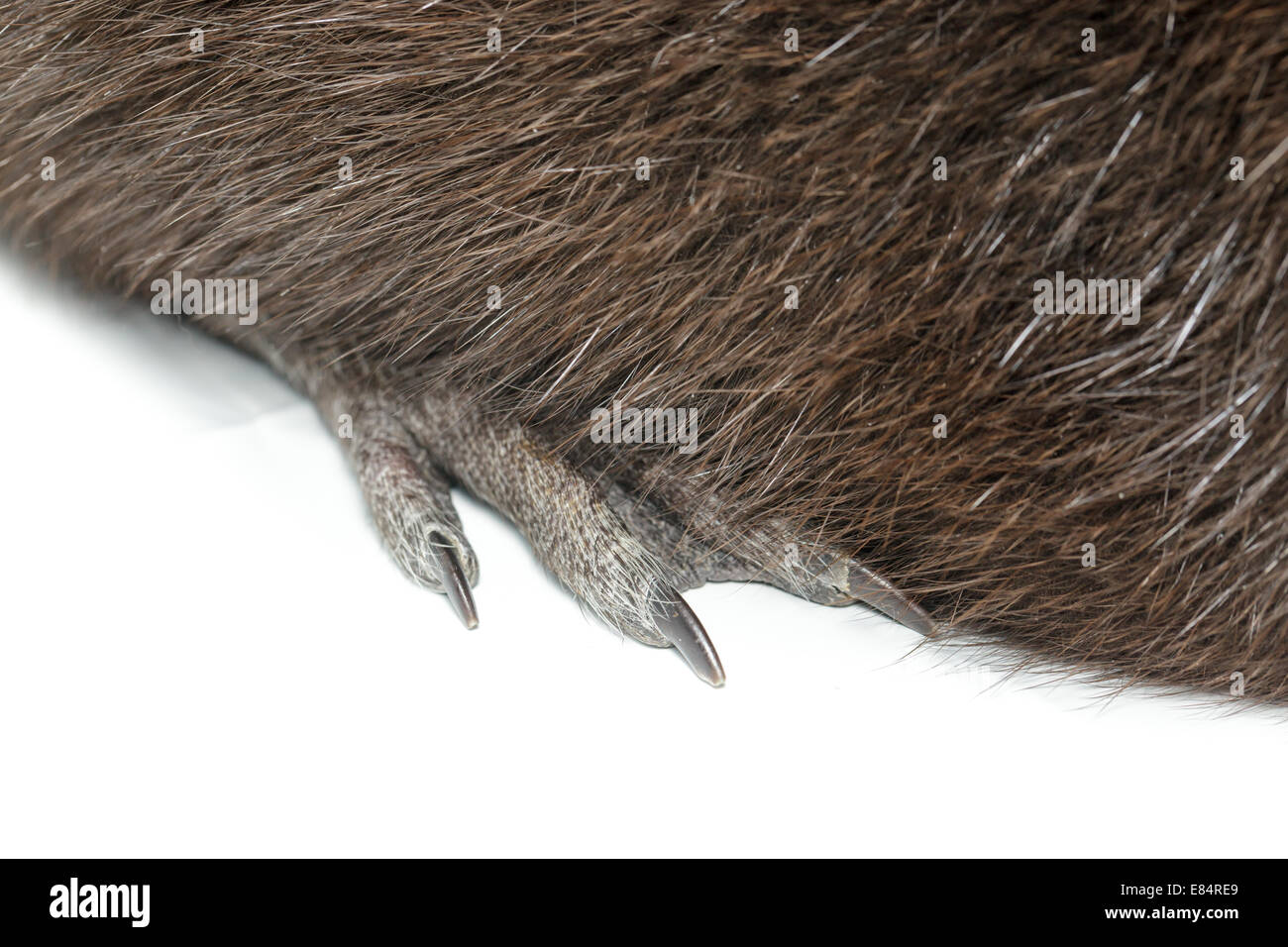 Myocastor coypus, Black Nutria la razza come animali domestici; in studio contro uno sfondo bianco. Foto Stock
