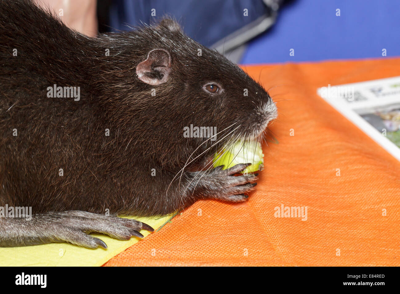 Myocastor coypus, Black Nutria la razza come animali domestici Foto Stock