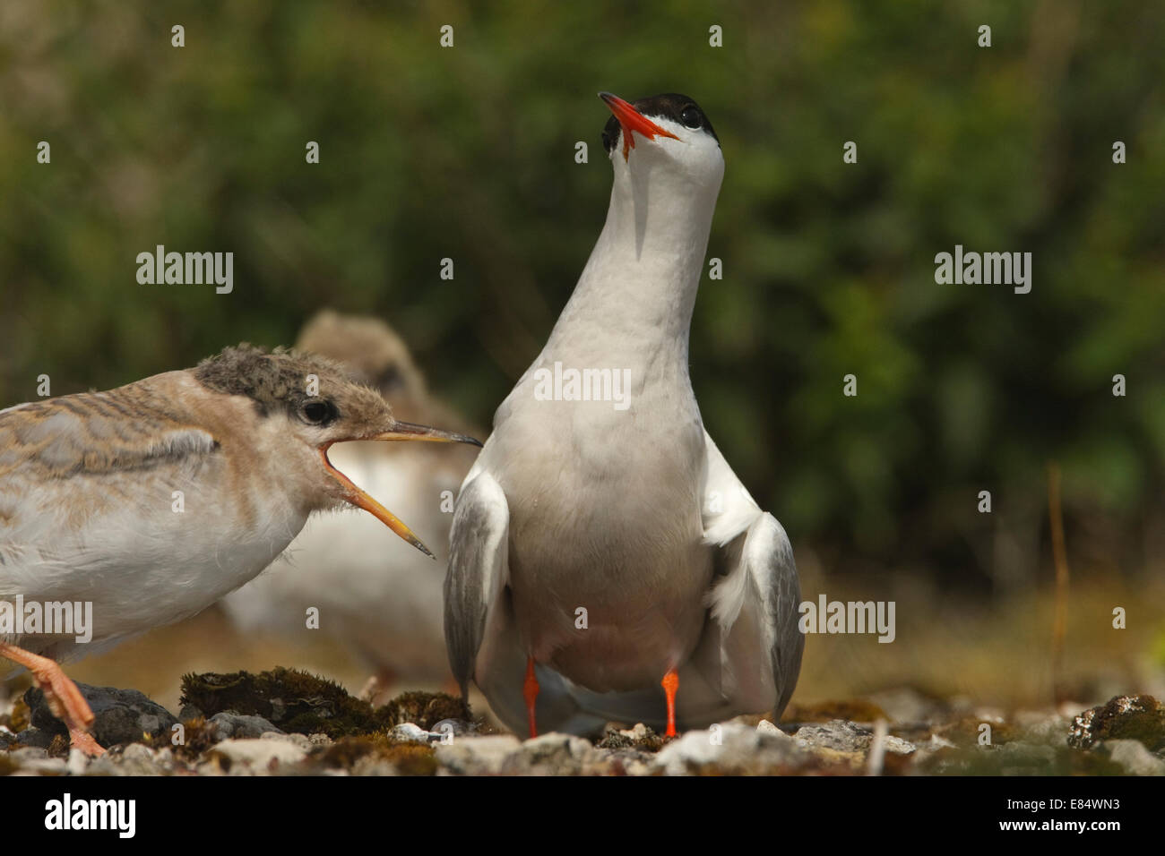 Tern comune (Sterna hirundo) adulto alimentazione di un bambino uccello con stickleback Foto Stock