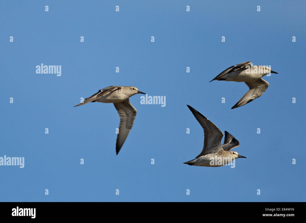 Nodi (Calidris canutus) in volo Foto Stock