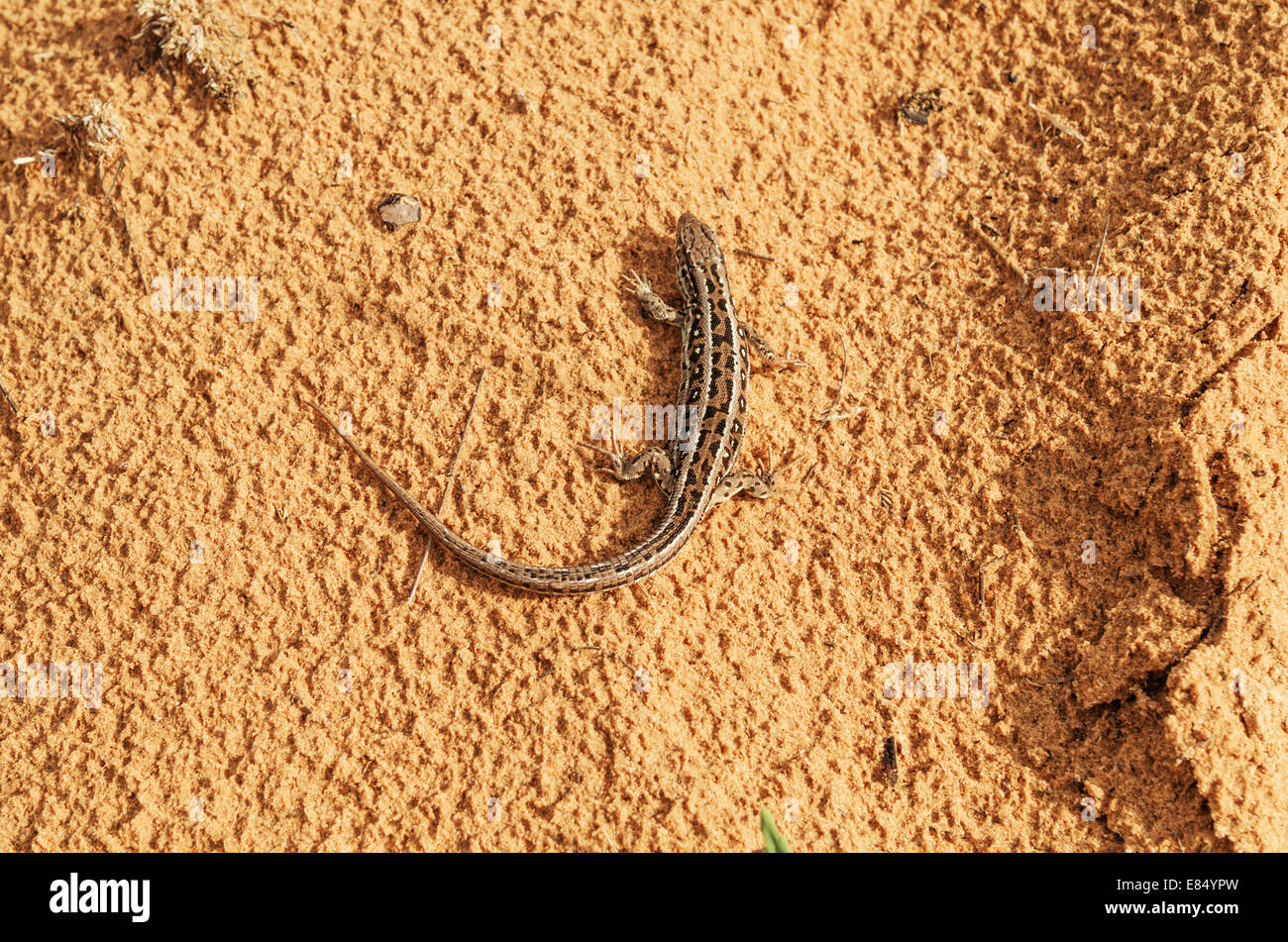 Lizard e sabbia. Foto Stock