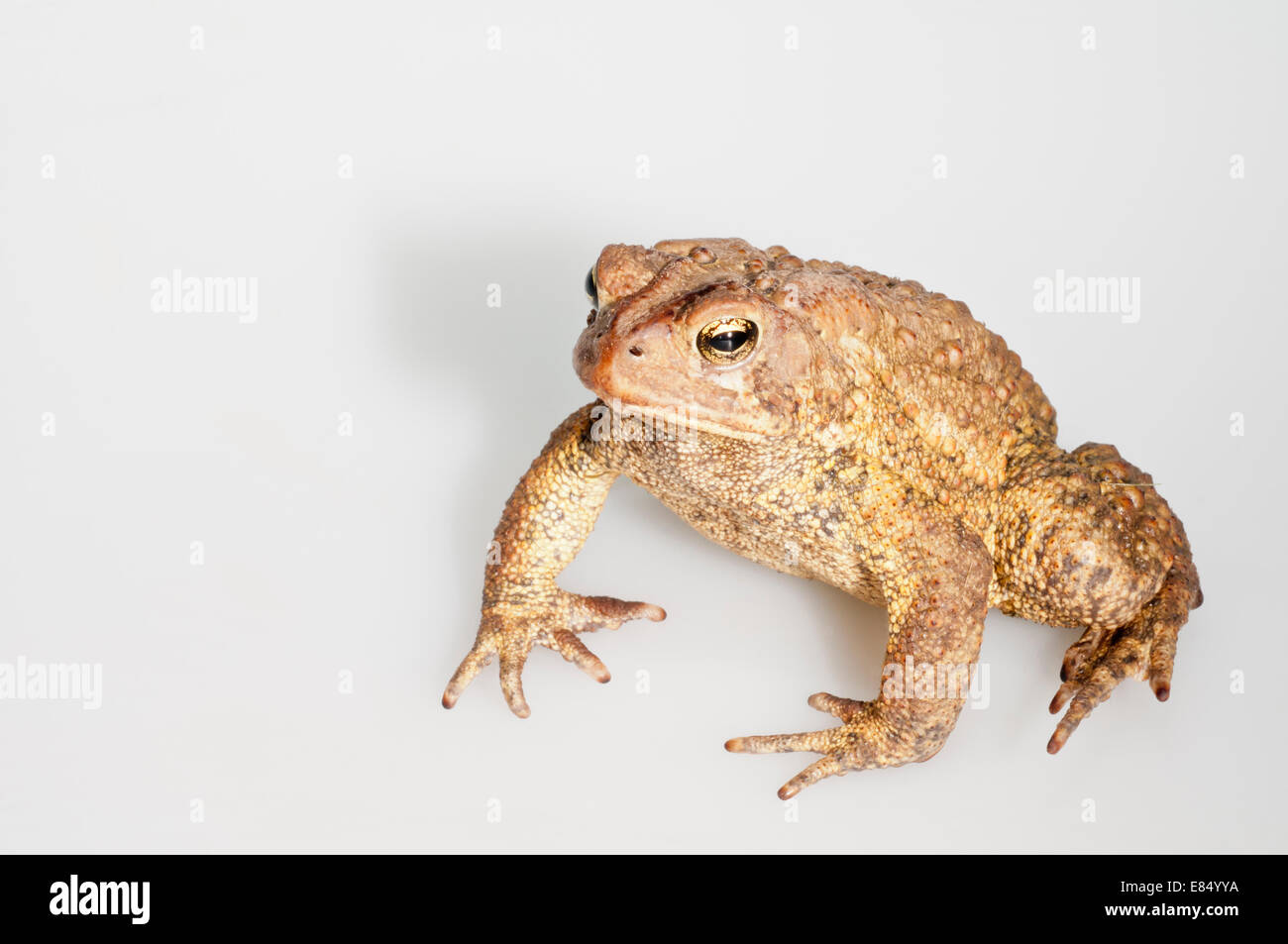 American toad, Bufo americanus; nativo a est USA e Canada; intaglio con sfondo bianco Foto Stock