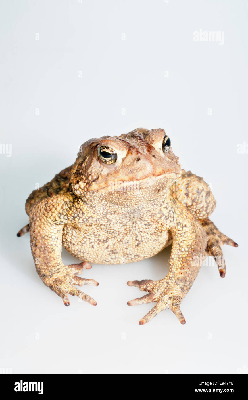 American toad, Bufo americanus; nativo a est USA e Canada; intaglio con sfondo bianco Foto Stock