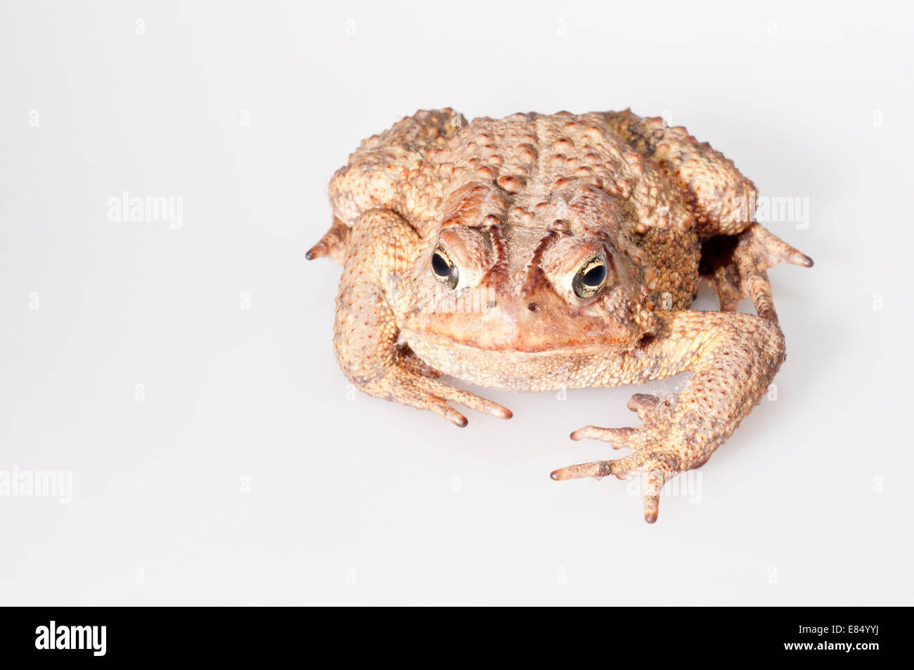 American toad, Bufo americanus; nativo a est USA e Canada; intaglio con sfondo bianco Foto Stock