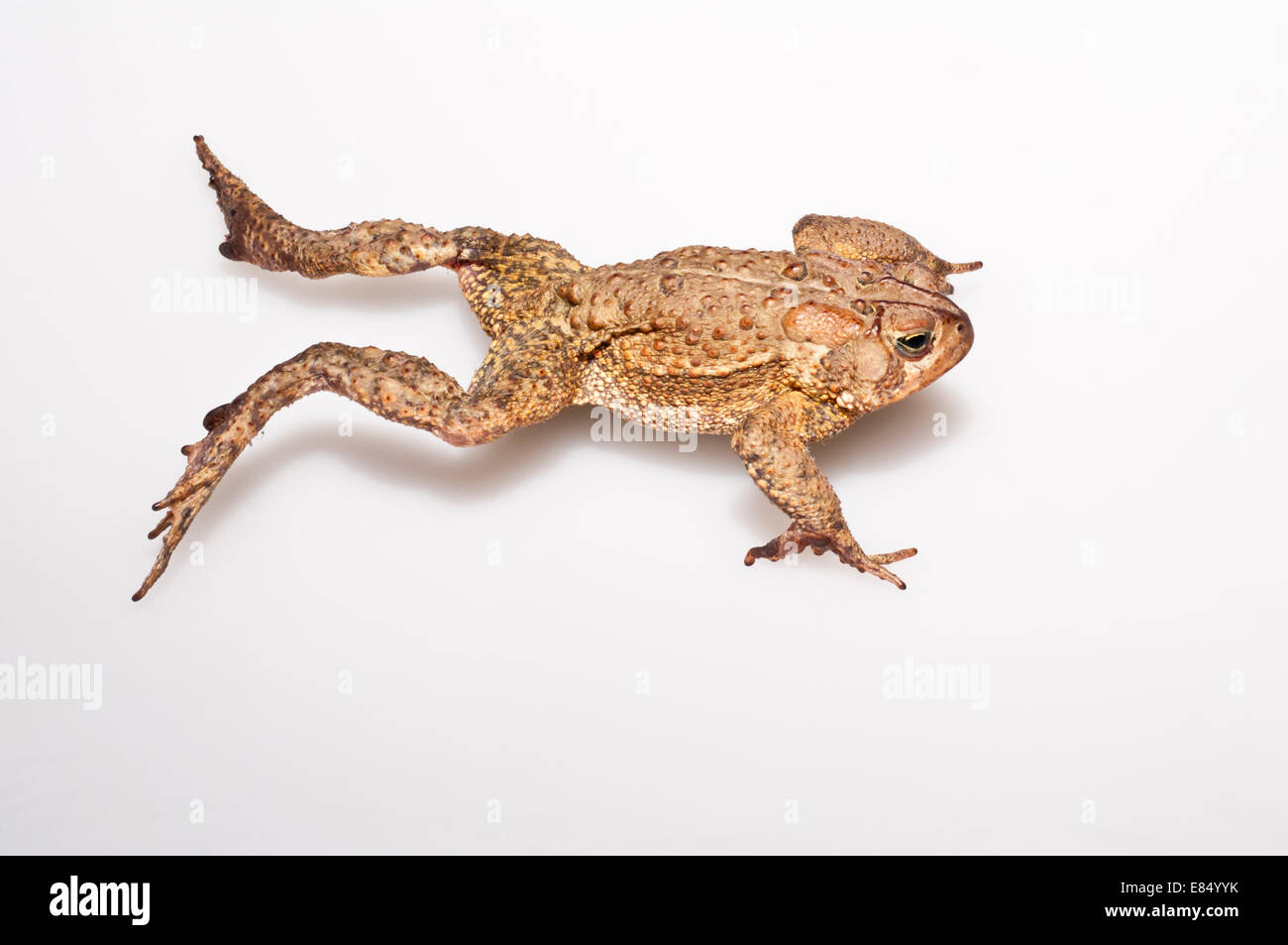 American toad, Bufo americanus; nativo a est USA e Canada; intaglio con sfondo bianco Foto Stock