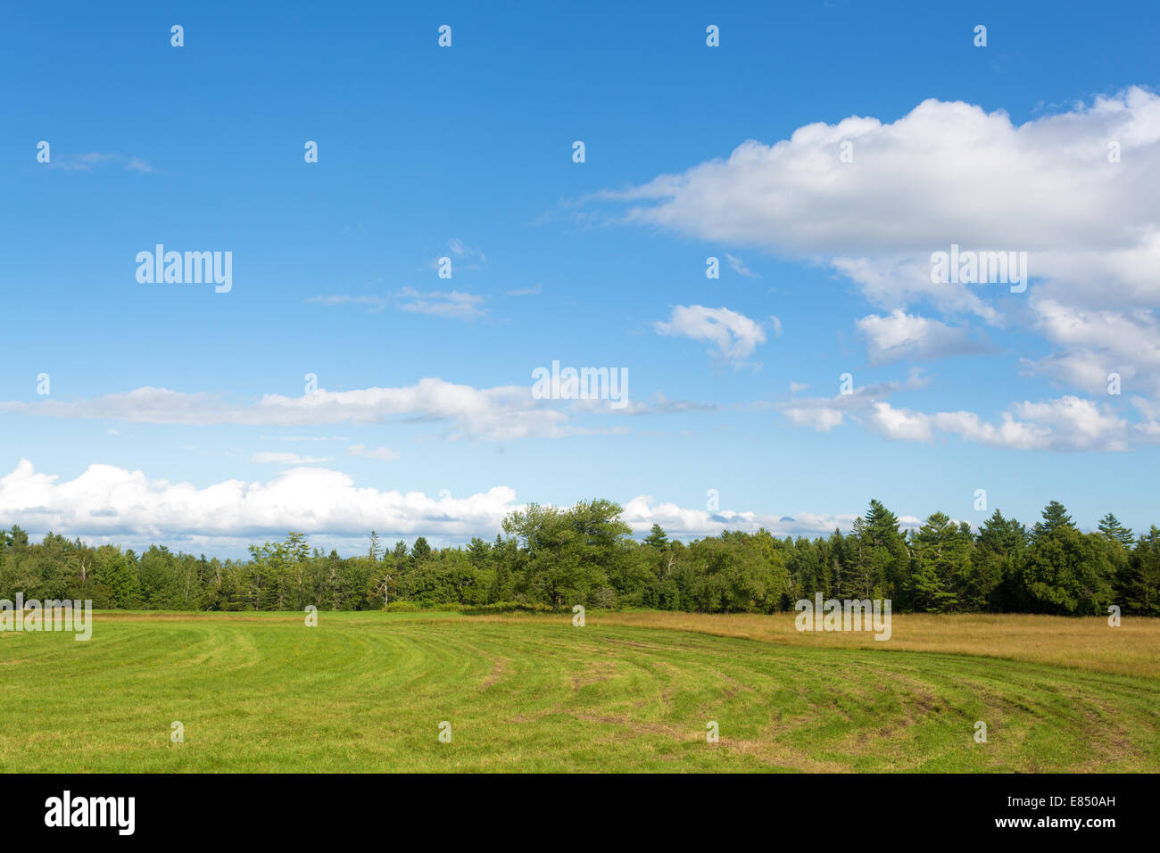 Una fattoria rurale campo nel Maine che è stata parzialmente falciate con alberi lontani e cielo nuvoloso. Foto Stock
