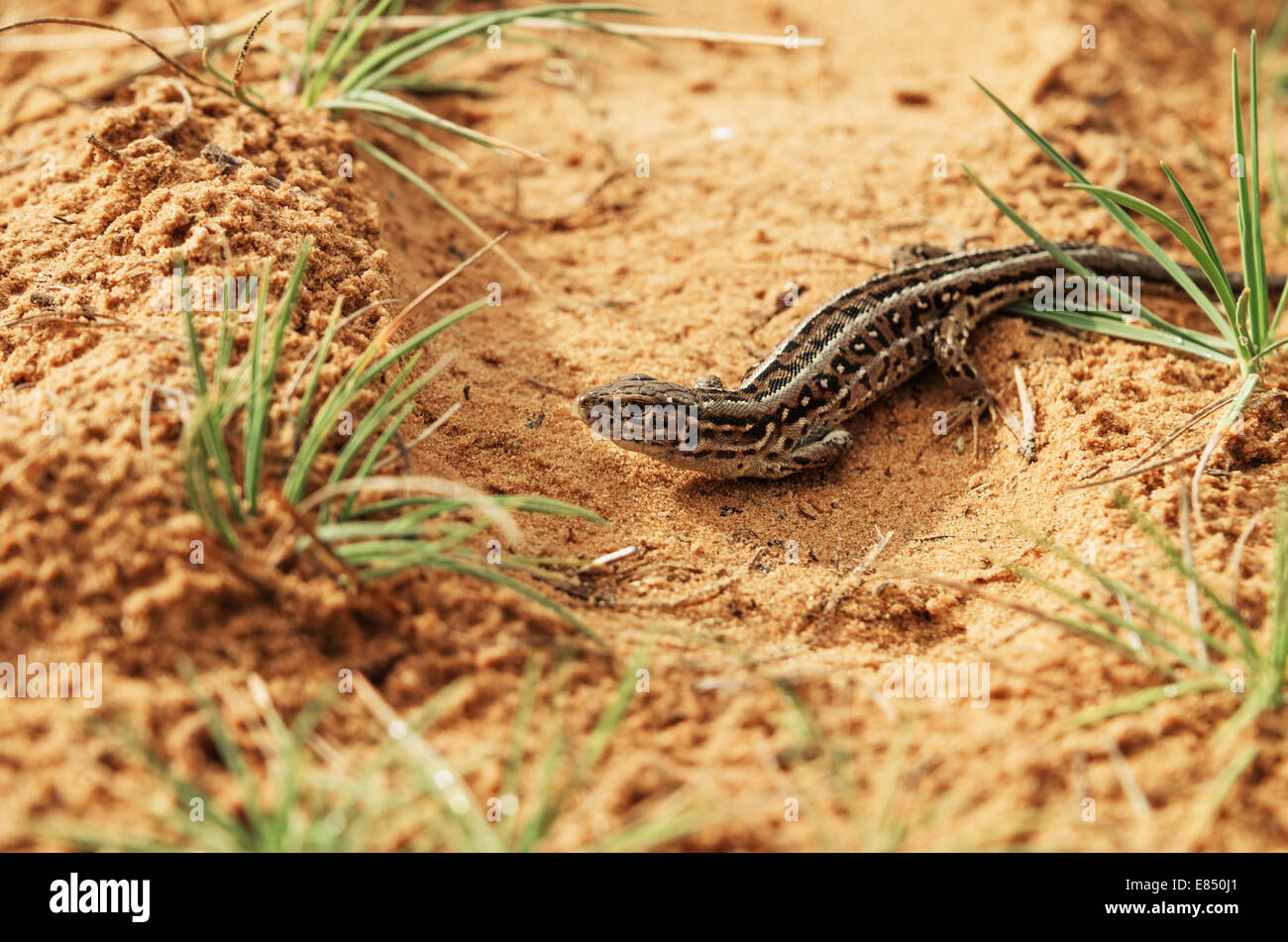 Lizard e sabbia. Foto Stock