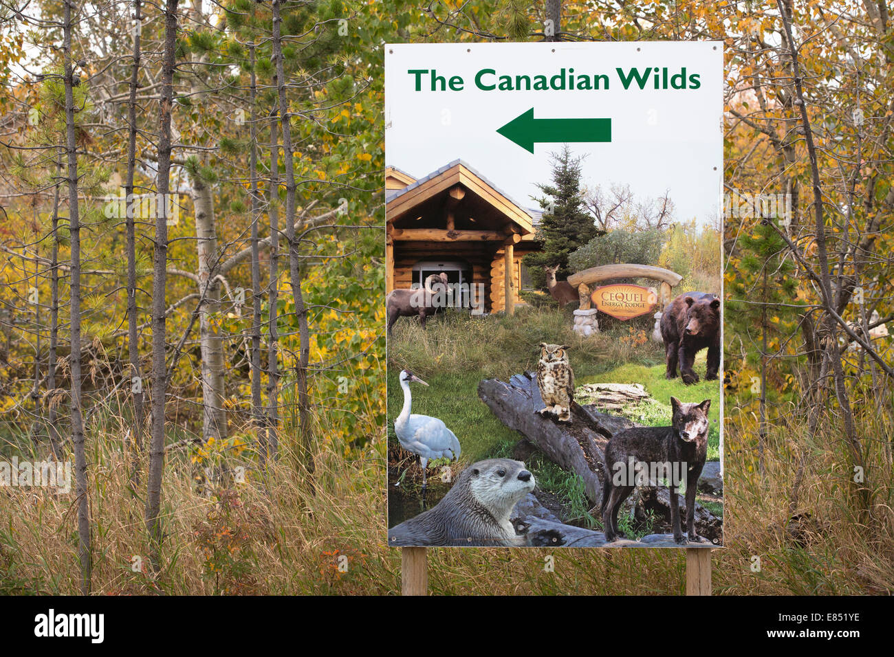 Cartello d'ingresso con freccia che indica la mostra Canadian Wilds nello zoo di Calgary, Alberta, Canada Foto Stock