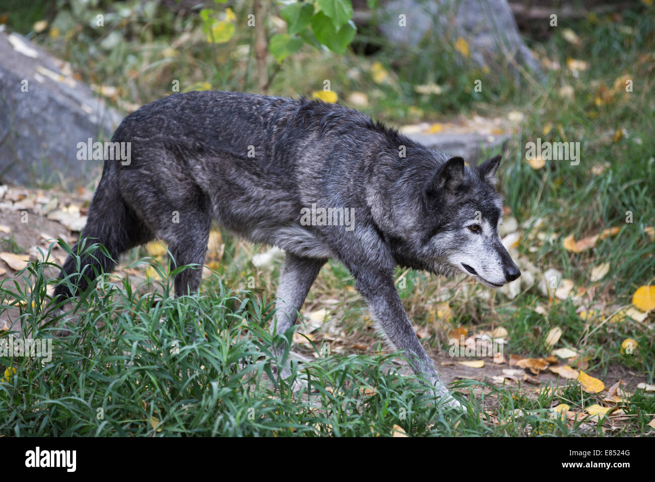 Lupo (Canis lupus) nel selvaggio canadese zoo presentano. Foto Stock