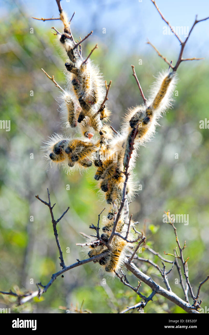 I bruchi su una pianta in Namaqua National Park in Sud Africa. Foto Stock