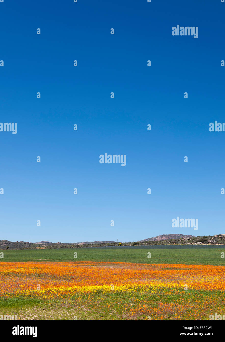 I campi di fiori selvatici in prossimità del Namaqua National Park in Sud Africa. Foto Stock