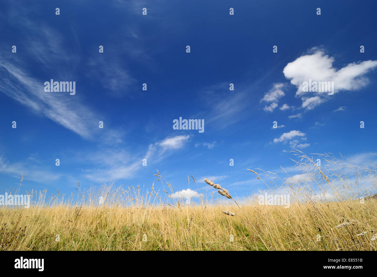 Nella tarda estate del paesaggio. Golden erba e cielo blu. La natura della libertà di sfondo, un sacco di spazio copia. Bieszczady. Foto Stock
